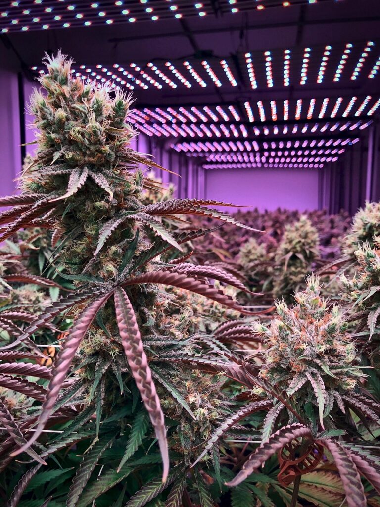 plant, nature, weed